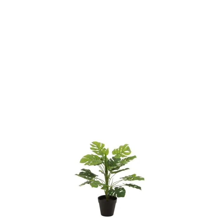 Zomira, plante d'intérieur moderne, vert éclatant