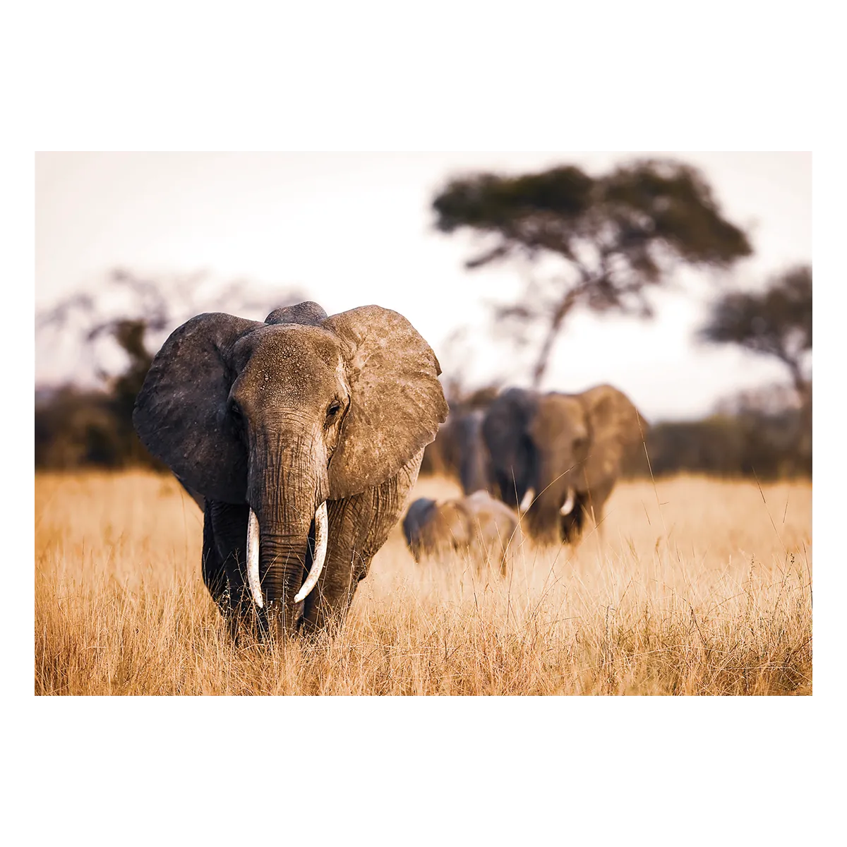 Tableau en verre ELEPHANT coloris brun - 4MURS