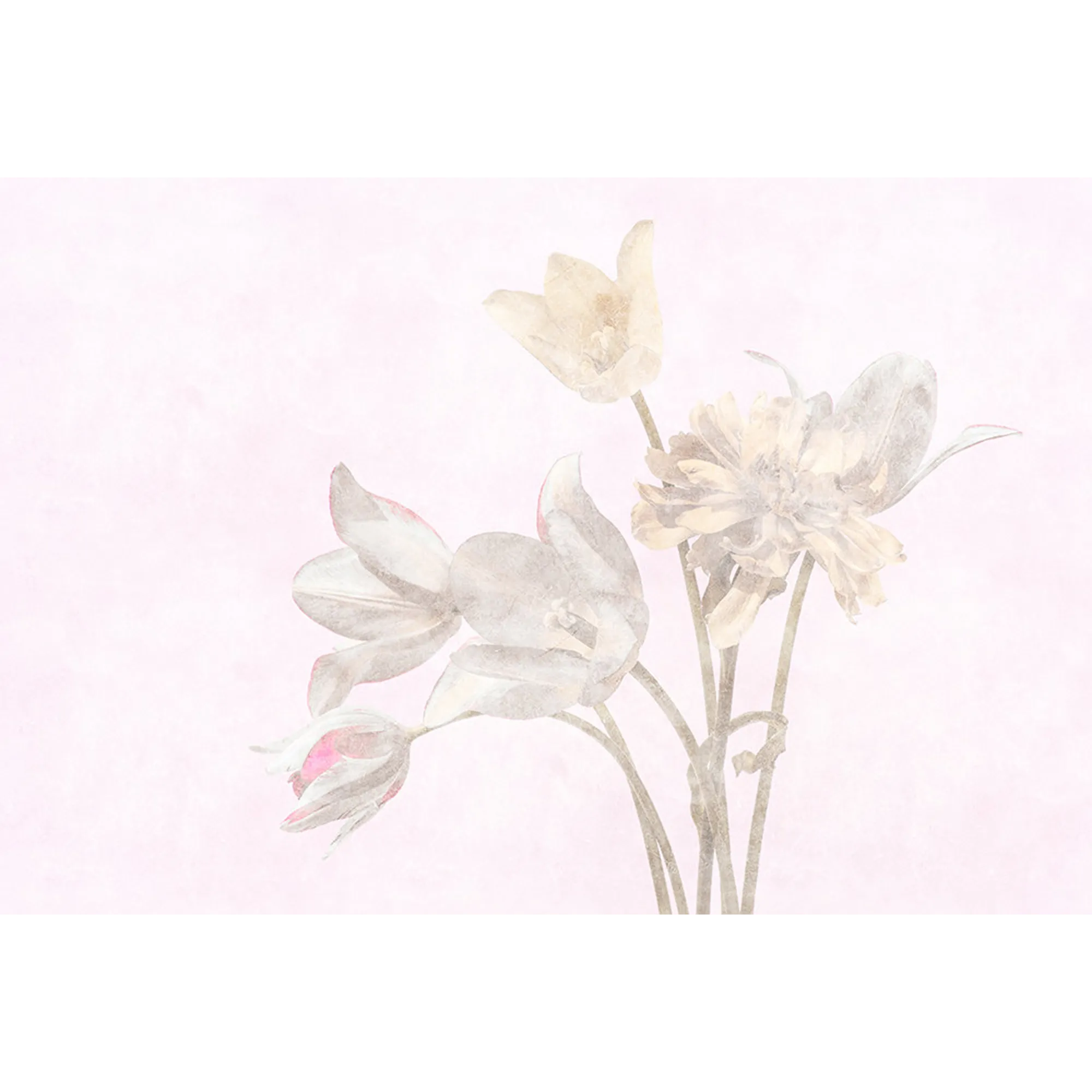 Papier peint panoramique XL TULIPANI 400 x 270 cm - 4MURS