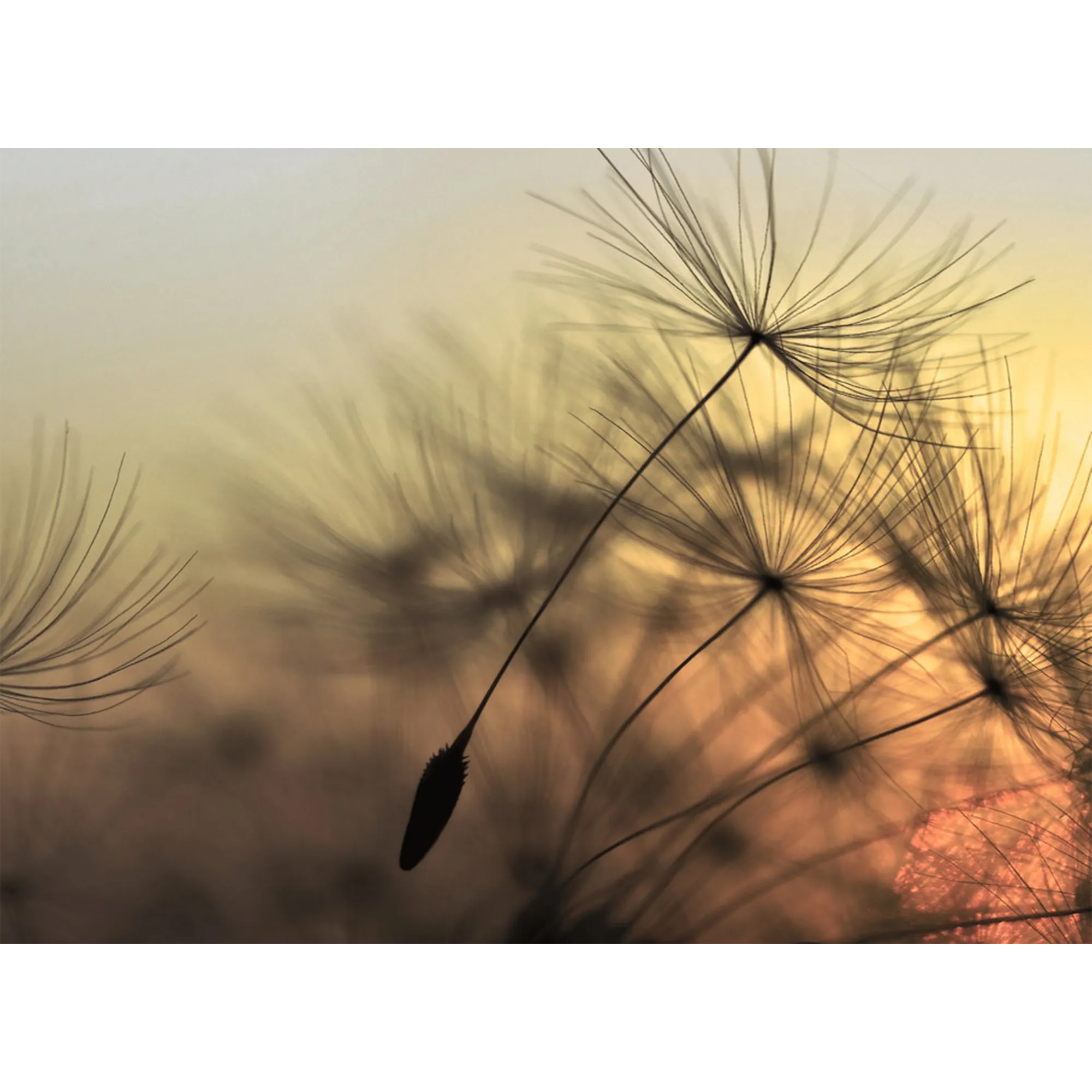 Papier peint panoramique XL PURITY 350 x 255 cm - 4MURS